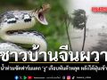 ชาวบ้านจีนผวา น้ำท่วมซัดฟาร์มแตก งู เกือบพันตัวหลุด หลังไต้ฝุ่นเข้า