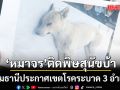 ปทุมธานี ประกาศเขตโรคระบาด 3 อำเภอ หลังหมาจรติดพิษสุนัขบ้า คลั่งไล่กัดคน