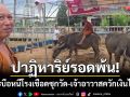 ปาฏิหาริย์รอดพ้น! 4 กระบือหนีเอาชีวิตรอดซุกวัด-เจ้าอาวาสควักเงินแสนไถ่ชีวิต