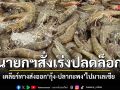 นายกฯสั่งเร่งปลดล็อก ส่งออก กุ้งไทย-ปลากะพง ไปมาเลย์ รับมือผลผลิตทะลักหลังเปิดอ่าว