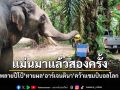 แม่นมาแล้วสองครั้ง ช้างแสนรู้ พลายปีโป้ ทายผลเลือก อาร์เจนติน่า คว้าแชมป์ฟุตบอลโลก 2026