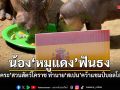 ฮิปโปแคระ หมูแดง สวนสัตว์เมืองย่าโม ฟันธง สเปน คว้าแชมป์บอลโลก 2026