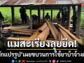 แม่สะเรียงลุยเด็ดปีก! สนธิกำลังยึด ‘ไม้สักแปรรูป’ เผยขบวนการใช้ยาบ้าจ้างตัดไม้