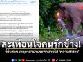 สะเทือนใจคนรักช้าง! จี้ยื่นสอบ เหตุอาสาปาประทัดยักษ์ใส่ \'พลายสาริกา\' ขวัญใจเขาใหญ่