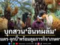 โต๋นแตร จุกบี้ บุกสวน อินทผลัม 100 กว่าไร่ กลางนนทบุรี