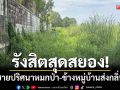 รังสิตสุดสยอง! พบร่างไร้วิญญาณชายปริศนา \'หมกป่า\' ข้างหมู่บ้านหรูส่งกลิ่นคลุ้ง