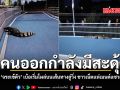 คนออกกำลังมีสะดุ้ง เจอ จระเข้ตัว เบ้อเริ่มโผล่บนเส้นทางลู่วิ่ง ทำชาวเน็ตแห่เมนต์แซวสนั่น