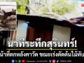 นาทีระทึกสุรินทร์! เจ้าหน้าที่พลัดตกหลังคาวัด ขณะเร่งตัดต้นไม้ใหญ่ล้มทับศาลา