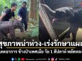 อัปเดตอาการ ช้างน้อยเพศเมีย พลัดหลงแม่กลางป่าไทรโยค สุขภาพน่าห่วง-เร่งรักษาแผล