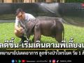 กรมอุทยานฯ อัปเดตอาการ ลูกช้างป่าไทรโยค วัย 1 สัปดาห์ แผลดีขึ้น-เริ่มเดินตามพี่เลี้ยงแล้ว