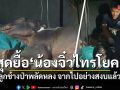 สุดยื้อ น้องจิ๋วไทรโยค ลูกช้างป่าพลัดหลง จากไปอย่างสงบแล้ว