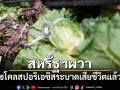 สหรัฐฯผวา โรคไซโคลสปอริเอซิสระบาด เสียชีวิตแล้ว2ราย ผู้ติดเชื้อทะลุหมื่น