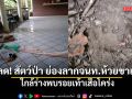 สลด! สัตว์ป่า ย่องลากจนท.ห้วยขาแข้ง ดับ ใกล้ร่างพบรอยเท้าเสือโคร่ง