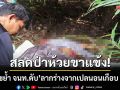 สลดห้วยขาแข้ง! เสือขย้ำ จนท.ดับคาผืนป่า ลากร่างจากเปลนอนเกือบ 1 กิโลฯ