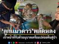 ช่วยเหลือ ลูกแมวดาว พลัดหลง เจ้าหน้าที่รับตัวอนุบาลเตรียมปล่อยคืนสู่ป่า