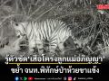 รู้ตัวชัด เสือโคร่งลูกแม่อภิญญา ขย้ำ จนท.พิทักษ์ป่าห้วยขาแข้ง เชื่อเป็นเหตุบังเอิญ ไม่เข้าข่าย​ เสือกินคน
