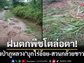 ฝนตกพืชโตล่อตา! ‘ช้างป่าภูหลวง’ บุกไร่อ้อย-สวนกล้วย ชาวบ้านท้ายวัดป่าศรีภูหอ