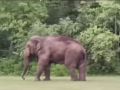 เพจดังโพสต์คลิปเผยช้างป่า \'เจ้าเดียว\' เดินขากะเผลกคล้ายถูกยิง ชาวเน็ตแห่คอมเมนต์เดือด