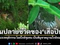 สบอ.12 แจงพฤติกรรม เสือปิ่น เสือโคร่งชราวัย 13 ปี โผล่ใกล้ชุมชน เป็นสัญชาตญาณสัตว์ป่าใกล้หมดอายุขัย