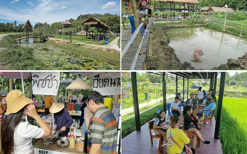 จุดเช็คอินใหม่ราชบุรี! เดินชิว จิบกาแฟ ดูควายเล่นน้ำ นอนแคร่ใครต้นไม้ใหญ่