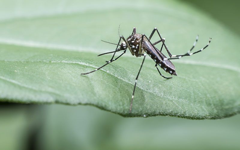 N Health เตือนระวัง'โรคชิคุนกุนยา'ในช่วงฤดูฝน  สังเกตอาการไข้สูง-ปวดตามข้อ