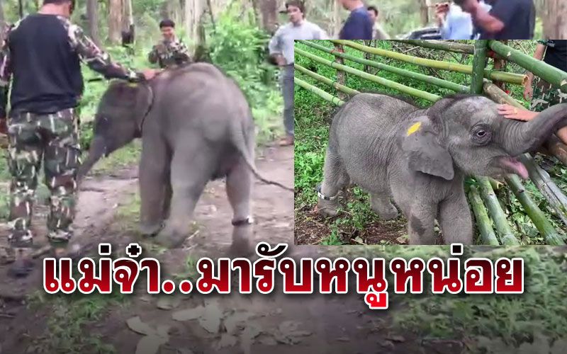 จนท.ลุ้น!! แม่ช้างห้วยขาแข้ง จะมารับลูกช้างพลัดหลงหรือไม่?