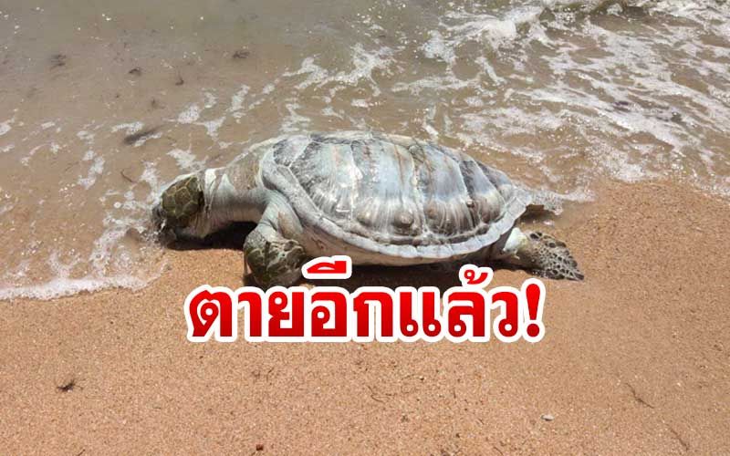 เศร้า! พบซากเต่าทะเลลอยติดหาดบางเสร่'ชลบุรี'