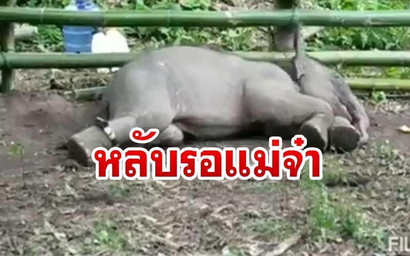 ชมคลิป! น่ารัก-น่าสงสาร‘น้องช้างป่า’นอนรอแม่มารับจนหลับปุ๋ย
