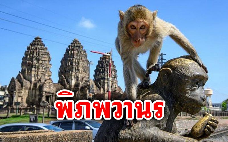 พิภพวานร! สื่อผู้ดีตีข่าว'ลพบุรี'เมืองมนุษย์ที่ถูกยึดครองโดยฝูงลิง