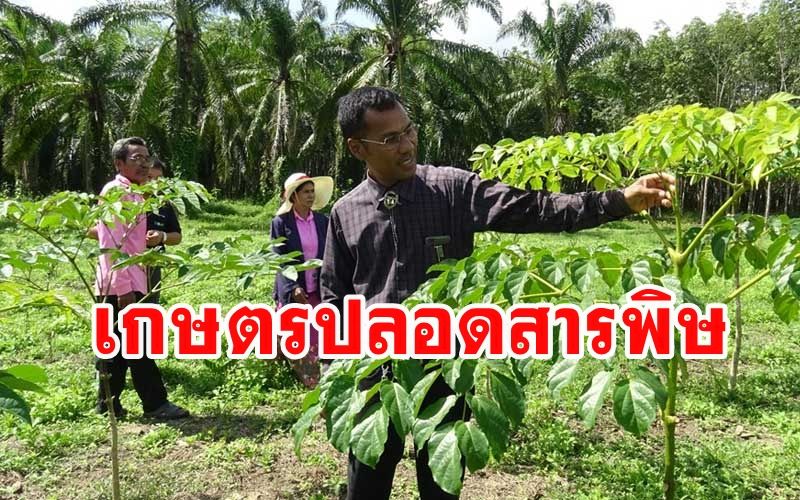 เกษตรกรกระบี่ล้มปาล์มน้ำมันทิ้ง4ไร่หันทำเกษตรผสมผสานปลอดสารพิษส่งตลาด