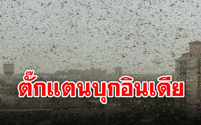 'ตั๊กแตนทะเลทราย'ถล่ม'อินเดีย' เลวร้ายสุดในรอบหลายสิบปี