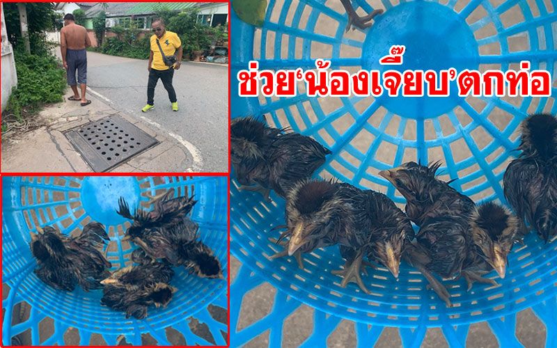 น่าเอ็นดู!! ชาวบ้านช่วยลูกเจี๊ยบไก่ป่า 7ตัว ตกท่อระบายน้ำ
