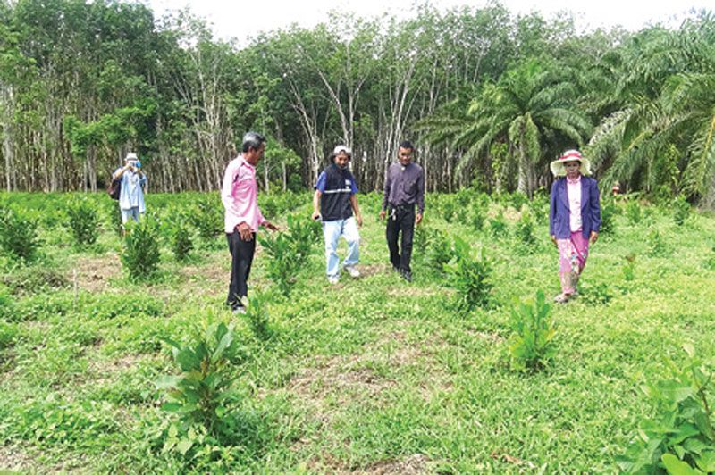 รายงานพิเศษ : ‘เกษตรผสมผสาน’ทางเลือกพึ่งพาตนเอง  ลดความเสี่ยงด้านความมั่นคงอาหาร