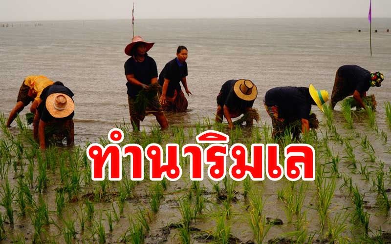 'ชาวบ้านปากประ' เมืองพัทลุงลงแขกทำ 'นาริมเล' แห่งเดียวในประเทศไทย