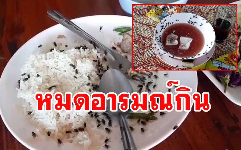 เห็นแล้วสยอง! ฝูงแมลงวันนับล้านตัวบุกอำเภอภูเรือ จนนั่งกินข้าวไม่ได้