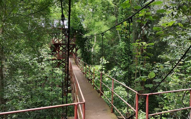 ‘สวนพฤกษศาสตร์ภาคใต้ทุ่งค่าย’เตรียมเปิด‘สะพานเรือนยอดไม้’แห่งแรกของไทย