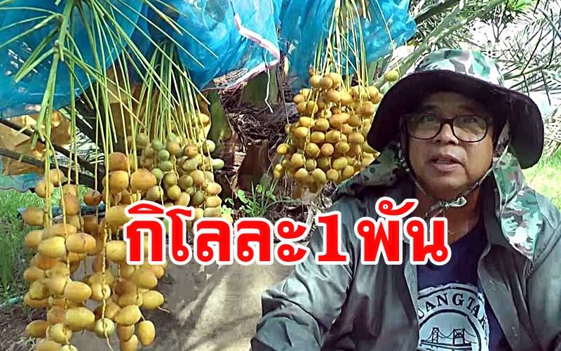 ช่างรับเหมาเปลี่ยนอาชีพปลูกต้นอินทผลัม2สายพันธุ์รายได้งามกิโลละ1พัน