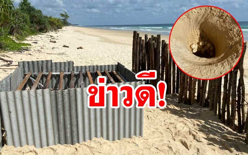 ครั้งแรกในไทย!  พบ‘เต่ามะเฟือง’ขึ้นวางไข่นอกฤดูที่หาดท้ายเหมือง