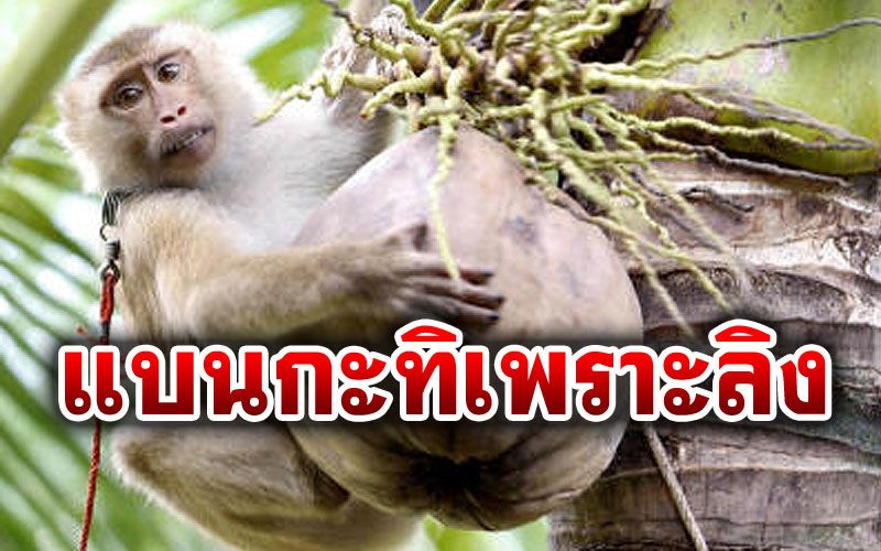 ‘ห้าง-ซูเปอร์มาร์เก็ต’เมืองผู้ดีแบน‘กะทิ’จากไทย เหตุใช้แรงงาน‘ลิง’เก็บมะพร้าว
