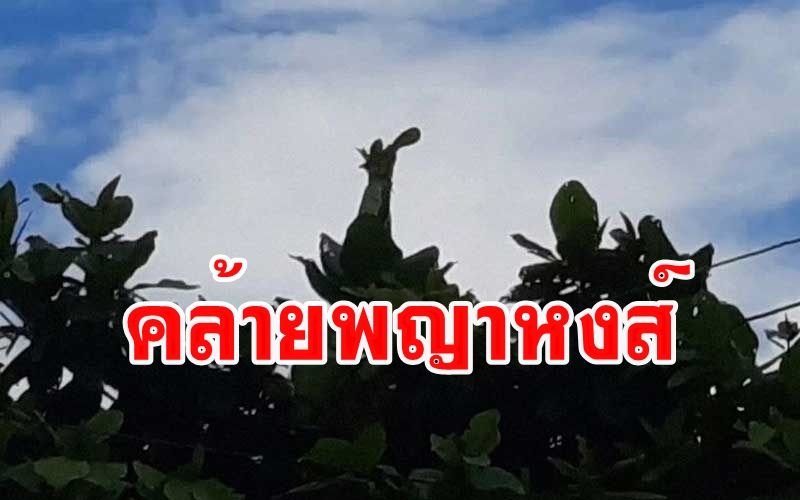 ชาวบ้านแตกตื่น! ต้นหูกวางออกใบ 'คล้ายพญาหงส์' ชูคออยู่บนยอด