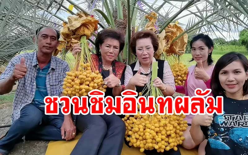 'ททท.ราชบุรี'ชวนเที่ยวสวนอินทผลัมแหล่งท่องเที่ยวเชิงเกษตรแห่งใหม่ใกล้กรุง