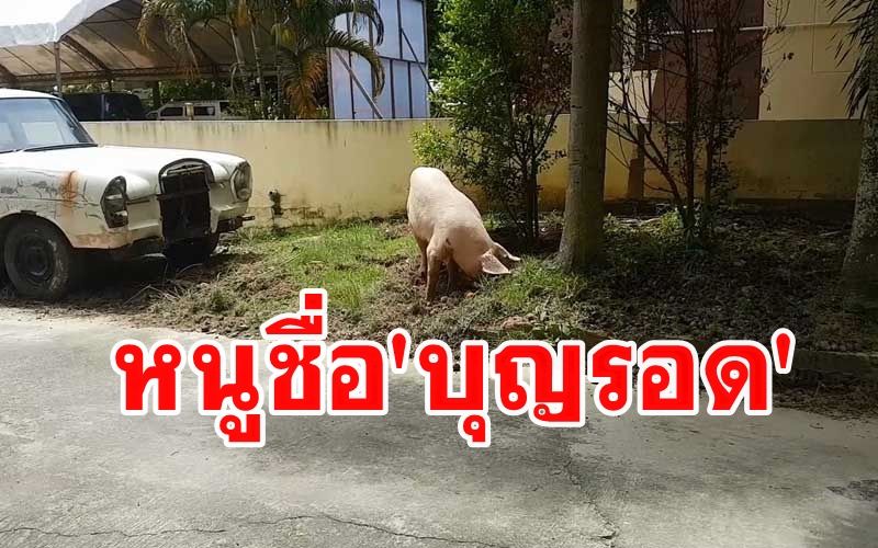 'เจ้าบุญรอด'หมูที่โชคดีที่สุดในโลกรอดตายถึง 4 ครั้งไม่ต้องกลายเป็นหมูกรอบ