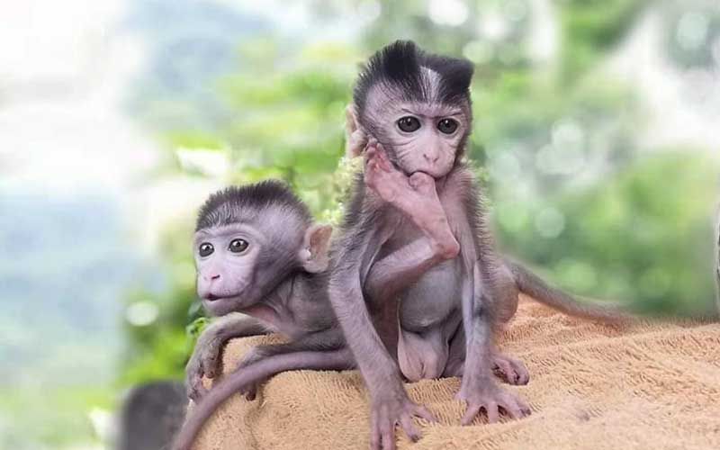 ‘เพชร-พลอย’ลิงน้อยวัย25วัน พลัดหลงแม่ในพื้นที่ป่าอนุรักษ์สระบุรี