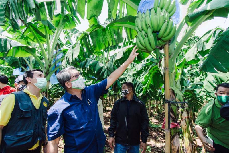 รายงานพิเศษ : เกษตรกรโคราชเฮ!กล้วยหอมทองทำเงิน  ส่งขายคิงฟรุทส์-แม็คโครสร้างรายได้ไม่ต่ำกว่า60ล.