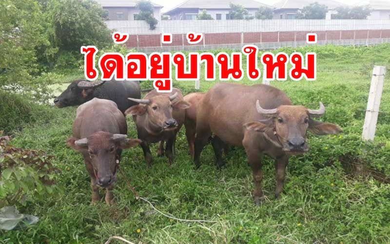เตรียมบ้านใหม่พร้อมรับเจ้าทุย6ตัวที่หลุดออกจากโรงเชือดเดินริมถนนอ่อนนุช