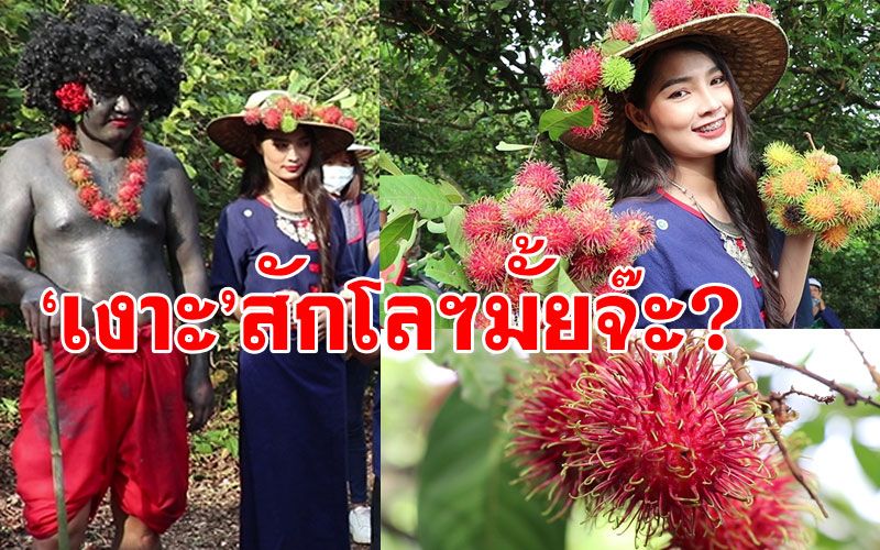 ชวนกิน!! 'เงาะ'เมืองเลย สวย กรอบล่อน หวานอร่อย