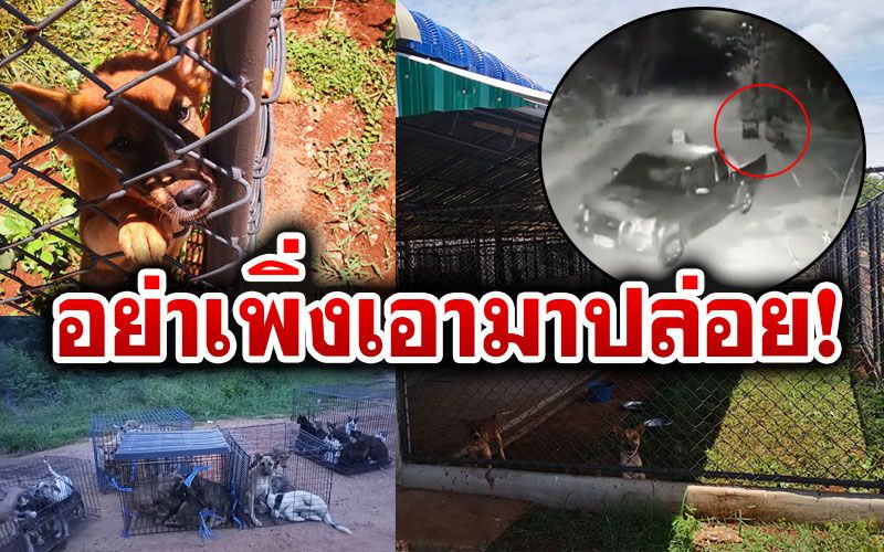 ศูนย์พักพิง'หมาแมวจรจัด'วัดเสือเฟสแรกเสร็จแล้ว! วอนเห็นใจอย่าเพิ่งเอามาปล่อย