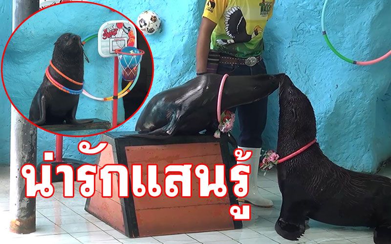ชมความน่ารัก'แมวน้ำ'แสนรู้! ที่สวนสัตว์สงขลา