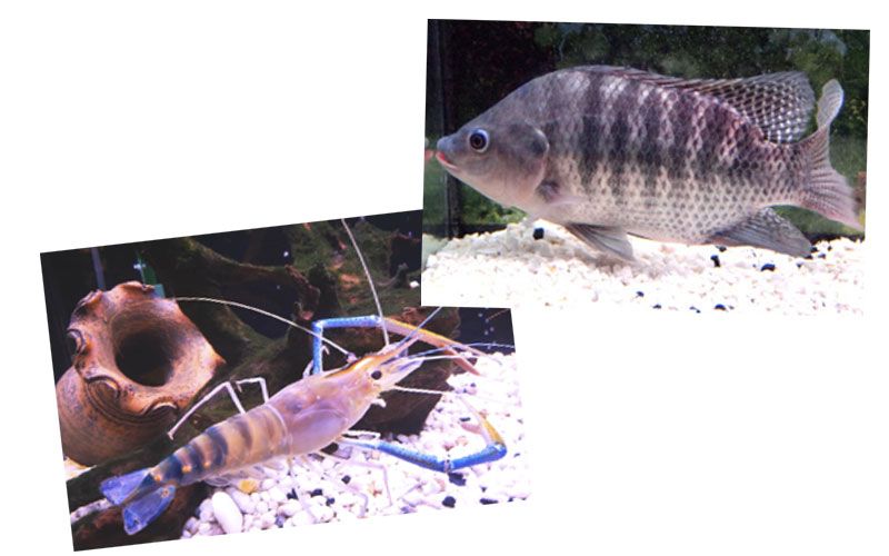 รายงานพิเศษ : ประมงเร่งพัฒนาพันธุกรรมสัตว์น้ำ  มุ่งอนุรักษ์-เพิ่มความสามารถแข่งขันในตลาดโลก