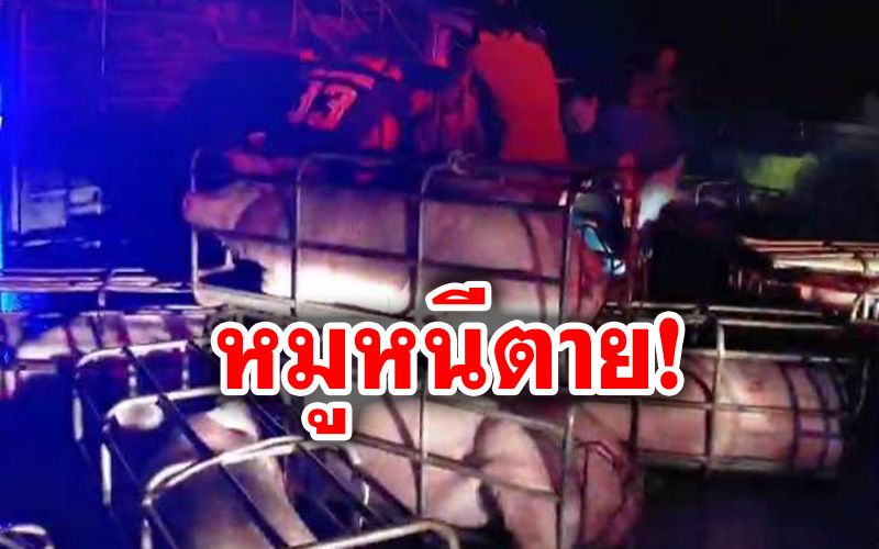 'หมู'ดิ้นหนีสุดชีวิตก่อนถึงโรงเชือด ทำปิกอัพล้อหลุดเสียหลักพลิกคว่ำ